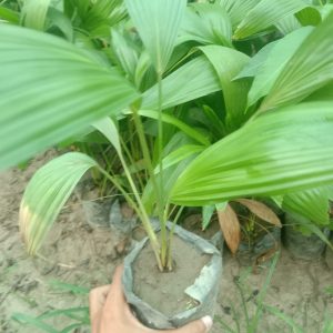 Table palm
