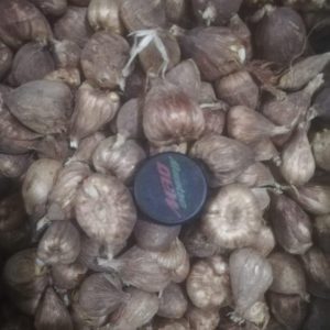 Freesia bulbs