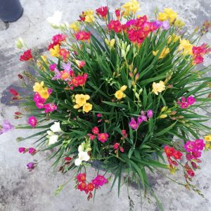 Freesia bulbs