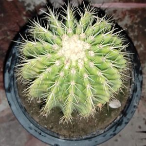 unique cactus