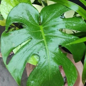 Monstera dilocisia