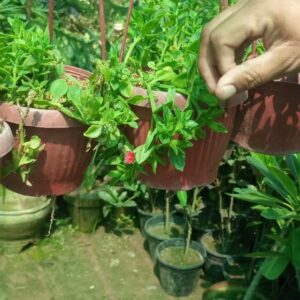 Green baby sunrose hanging