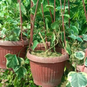 IV hanging vine