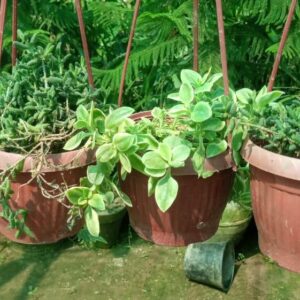 Verigated baby sunrose