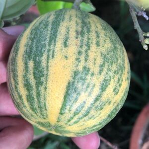 Varigated malta citrus Plant