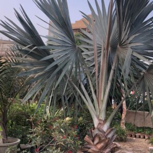 Bismarkia palm