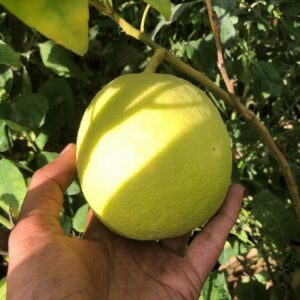 Litre Lemon