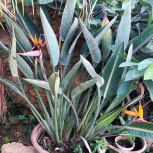 Birds of Paradise with Flower