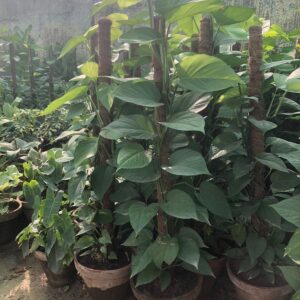 Money plant