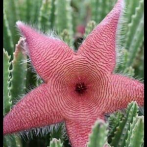 Cactus rare red