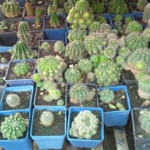 Roted Cactus