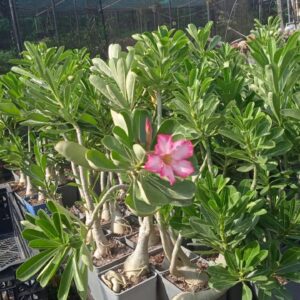 Adenium plant