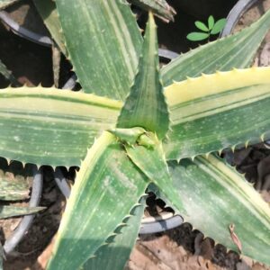 Agave