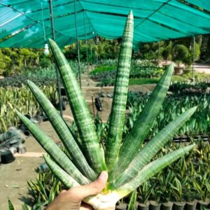 Sansevieria Bouncel