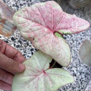 Caladium – Hybrid