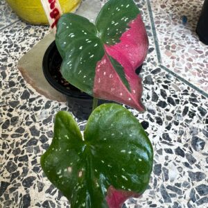 Caladium – Red barret