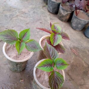Coleus plant