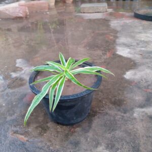 spider plant
