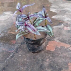 Wandering jew