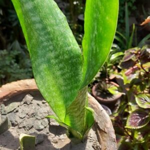Sansevieria plant
