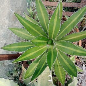 Thread agave