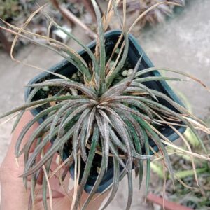 Air plant