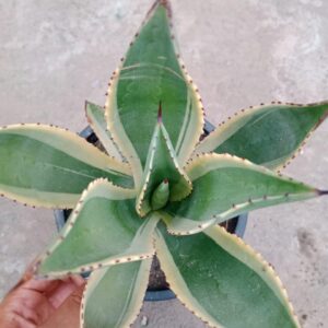 Verigated Agave