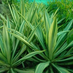Verigated Agaves