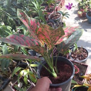 Aglaonemea Import From Thailand