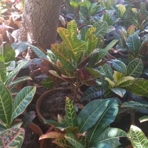 Croton plant