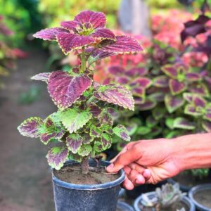 Coleus plant