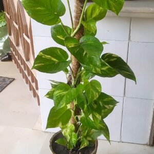 Golden Money Plant