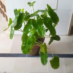 Philodendron Burl Marx