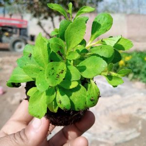Stevia Leaves