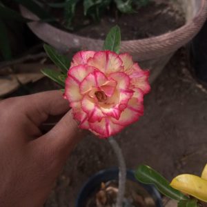 Grafted Adenium