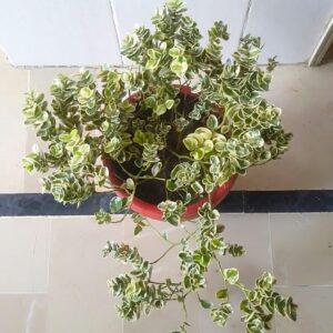 Variegated Koranda