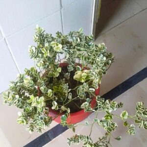 Variegated Koranda