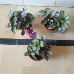 Purple Walfe