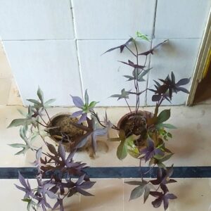 Purple Sweet potato vine
