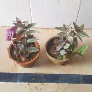 Wandering Jew