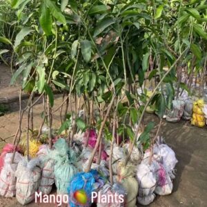 Mango plant