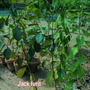 Jack fruit