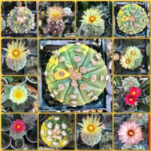 Astrophytum Asteria Seeds – Mix