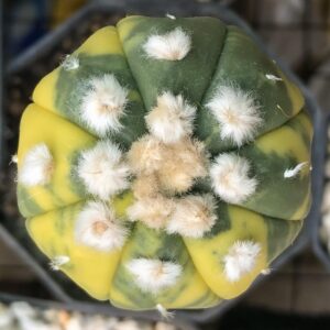 Astrophytum Asteria Seeds – Mix