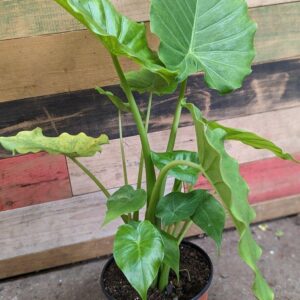 Alocasia