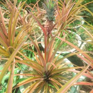 Pine Apple Fruit Tree