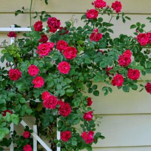 Rose Vine