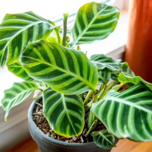 Calathea