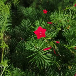 Cypress Vine