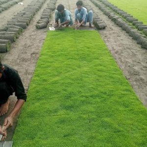 Korean Grass